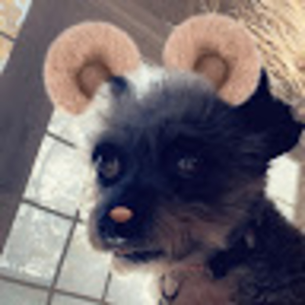 Meet your Posher, Em